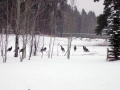 Wild Turkeys